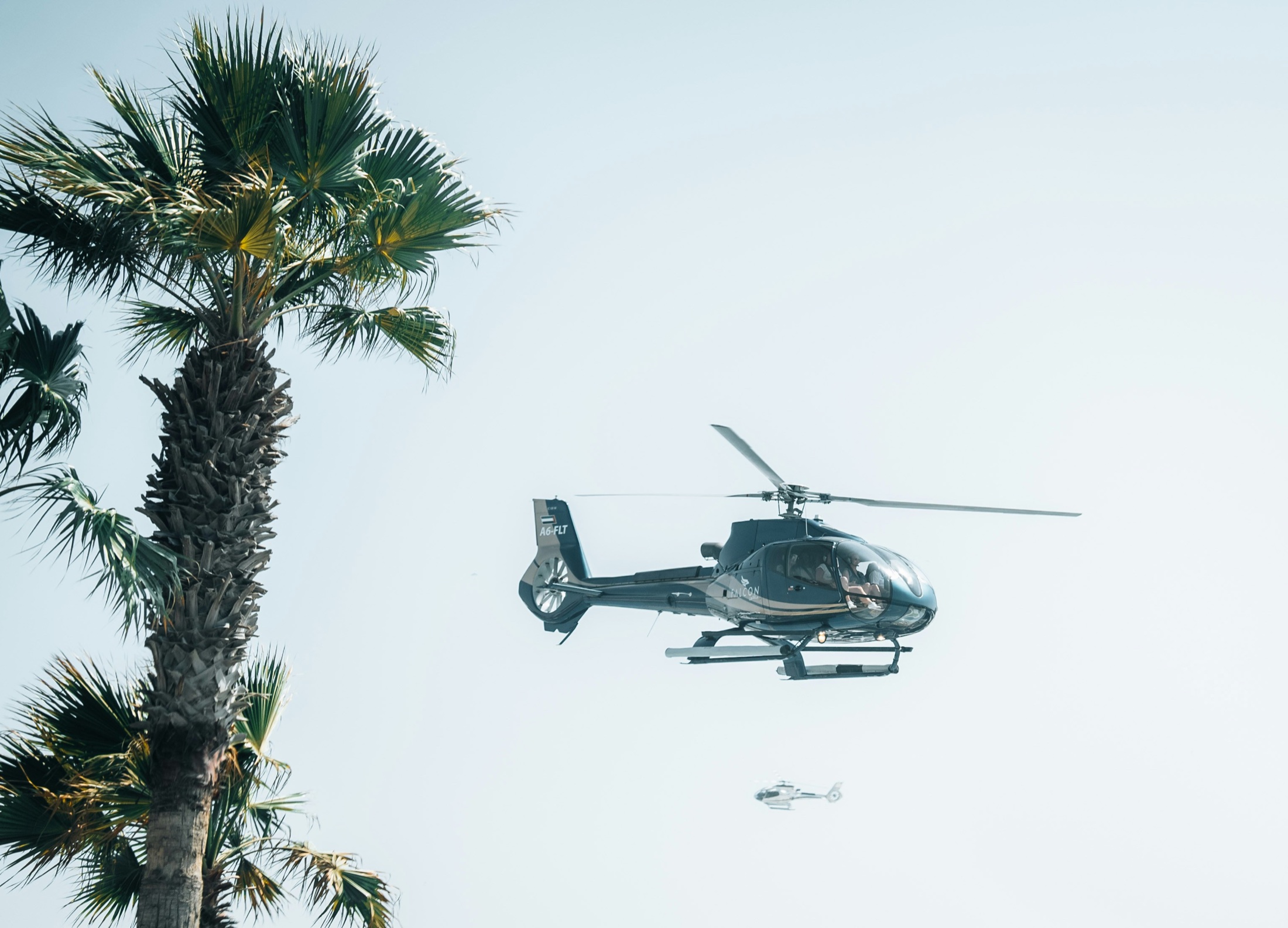 Sightseeing helicopter beside a palm tree